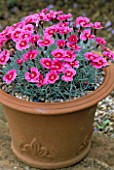PETTIFERS  OXFORDSHIRE: DIANTHUS INDIA STAR IN A TERRACOTTA CONTAINER