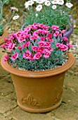 PETTIFERS  OXFORDSHIRE: DIANTHUS INDIA STAR IN A TERRACOTTA CONTAINER