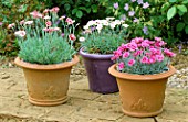 PETTIFERS  OXFORDSHIRE: DIANTHUS  INCLUDING DIANTHUS INDIA STAR (FAR RIGHT) IN TERRACOTTA CONTAINERS