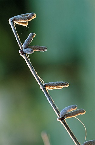 PETTIFERS__OXFORDSHIRE_FROSTED_CATKINS_OF_CORYLUS_MAXIMA_RED_ZELLERNUT