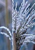 PETTIFERS  OXFORDSHIRE: FROSTED MISCANTHUS GROSSE FONTANE