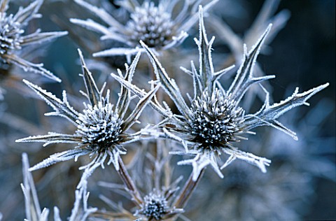 PETTIFERS__OXFORDSHIRE_FROSTED_FLOWER_OF_ERYNGIUM_BOURGATII_PICOS_BLUE