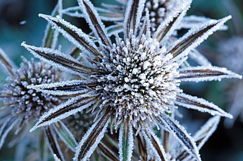 PETTIFERS__OXFORDSHIRE_FROSTED_FLOWER_OF_ERYNGIUM_BOURGATII