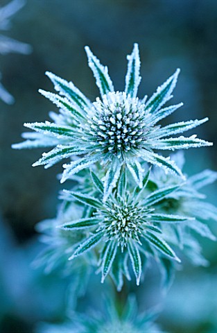 PETTIFERS__OXFORDSHIRE_FROSTED_FLOWER_OF_ERYNGIUM_BOURGATII