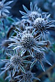 PETTIFERS  OXFORDSHIRE: FROSTED FLOWERS OF ERYNGIUM BOURGATII