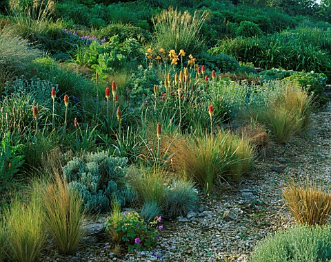 LADY_FARM__SOMERSET_THE_STEPPE_AREA_WITH_KNIPHOFIAS__STIPA_GIGANTEA_AND_IRIS_BUTTERSCOTCH_KISS