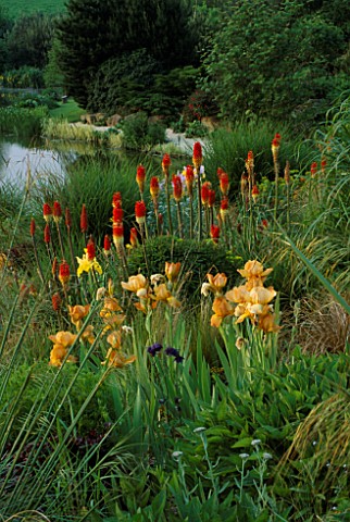 LADY_FARM__SOMERSET_THE_STEPPE_AREA_WITH_KNIPHOFIAS__IRIS_BUTTERSCOTCH_KISS_AND_LAKE_IN_BACKGROUND