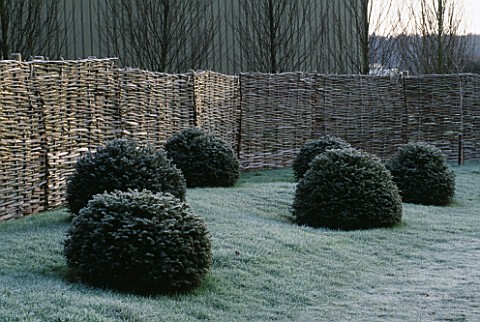 CLIPPED_YEW_DOMES_AGAINST_WOVEN_WILLOW_FENCING__JOHN_MASSEYS_GARDEN__WORCESTERSHIRE