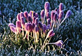 FROSTED FLOWERS OF CROCUS TOMASINIANUS. PETTIFERS  OXFORDSHIRE