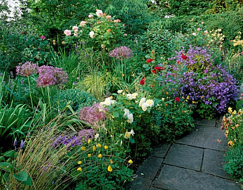 WOODCHIPPINGS__NORTHANTS_BORDER_WITH_ROSA_CHARLES_AUSTIN__ALLIUM_CHRISTOPHII_AND_CAMPANULA_BLUE_WATE