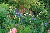 WOODCHIPPINGS  NORTHANTS: THE LONG BORDER WITH ROSES  ORIENTAL POPPIES CIRSIUM AND KNIPHOFIA