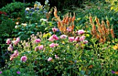 WOODCHIPPINGS  NORTHANTS: ROSA NATALIE NYPELS AND VERBASCUM COTSWOLD BEAUTY