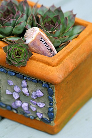 DESIGNER_CLARE_MATTHEWS_TERRACOTTA_POT_PLANTED_WITH_SEMPERVIVUMS_WITH_SHELL_LABEL