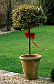 DESIGNER: CLARE MATTHEWS: CHRISTMAS - DECORATIVE RED RIBBON OR CHRISTMAS GARLAND AROUND CLIPPED HOLLY STANDARD IN TERRACOTTA CONTAINER