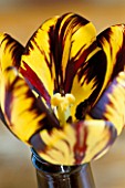 ENGLISH FLORISTS TULIP SIR JOSEPH PAXTON FLAME IN A BEER BOTTLE