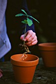 DESIGNER: CLARE MATTHEWS. ROOTS AND SHOOTS PROJECT. GIRL PLANTING TINY OAK SAPLING IN A TERRACOTTA CONTAINER