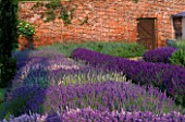 DOWNDERRY NURSERY  KENT: LAVENDER BEDS IN THE WALLED GARDEN