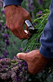 DOWNDERRY NURSERY  KENT. SIMON CHARLESWORTH CUTTING OF HEADS OF AN ANGUSTIFOLIA LAVENDER