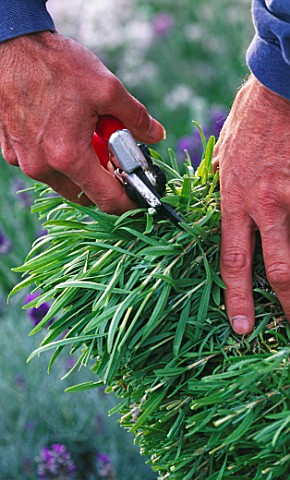 DOWNDERRY_NURSERY__KENT_SIMON_CHARLESWORTH_CUTTING_OF_HEADS_OF_AN_ANGUSTIFOLIA_LAVENDER