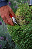 DOWNDERRY NURSERY  KENT. SIMON CHARLESWORTH CUTTING  AN ANGUSTIFOLIA LAVENDER FOLIAGE BACK TO 6-9 INCHES