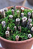 DESIGNER: CLARE MATTHEWS - INSECT DEN - CLOSE UP OF DEN WITH HOLLOW STICKS AND MOSS IN TERRACOTTA POT