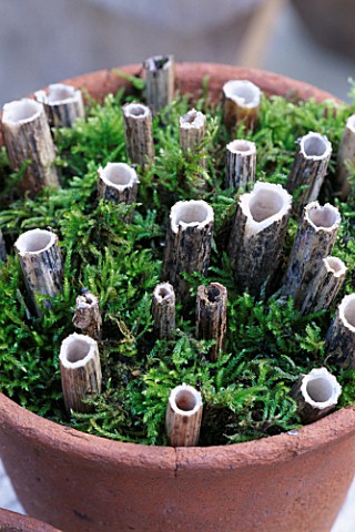 DESIGNER_CLARE_MATTHEWS__INSECT_DEN__CLOSE_UP_OF_DEN_WITH_HOLLOW_STICKS_AND_MOSS_IN_TERRACOTTA_POT