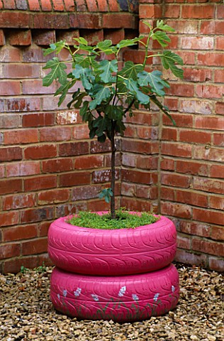 DESIGNER_CLARE_MATTHEWS__FRAGRANT_TREE_SEAT__PINK_PAINTED_CAR_TYRES_PLANTED_WITH_A_FIG_TREE_AND_THYM