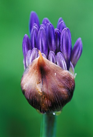 EMERGING_BUDS_OF_AGAPANTHUS_MIDNIGHT_STAR
