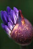 EMERGING BUDS OF AGAPANTHUS MIDNIGHT STAR
