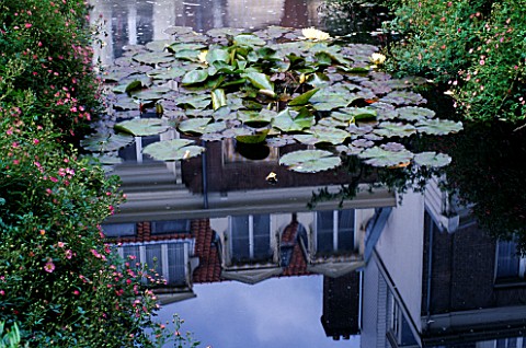 AMSTERDAM_PRIVATE_GARDEN__POOL_WITH_WATERLILIES_AND_REFLECTION_OF_AMSTERDAM_HOUSES