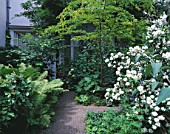 AMSTERDAM: PRIVATE GARDEN - PATH SURROUNDED BY FERNS  PHILADELPHUS AND ROBINIA