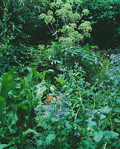 AMSTERDAM_PRIVATE_GARDEN__LA_CUISINE_FRANCAISE__HERRENGRACHT_314__HERB_BORDER_WITH__ANGELICA_AND_TER
