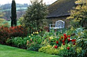 PETTIFERS  OXFORDSHIRE: SPRING BORDER WITH BLUE SEAT  TULIPS AND EUPHORBIA GRIFFITHII FERN COTTAGE