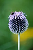 BEES ON ECHINOPS PERSICUS