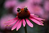 DESIGNER CLARE MATTHEWS - DEVON GARDEN - BEES ON ECHINACEA PURPUREA