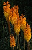 PETTIFERS GARDEN  OXFORDSHIRE: KNIPHOFIA BEES SUNSET