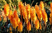 PETTIFERS GARDEN  OXFORDSHIRE: KNIPHOFIA BEES SUNSET