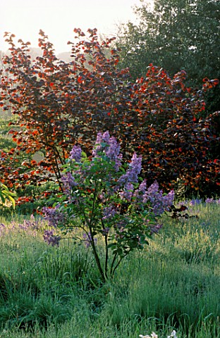 PETTIFERS_GARDEN__OXFORDSHIRE_THE_MEADOW_WITH_CORYLUS_RED_ZELLERNUT_AND_SYRINGA_MADAME_ANTOINE_BUCHN