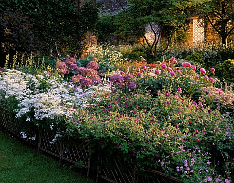 PETTIFERS_GARDEN__OXFORDSHIRE_EARLY_MORNING_LIGHT_ON_BORDER_WITH_ALLIUM_CHRISTOPHII_AND_PAEONIA_BOWL