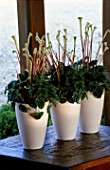 HOUSEPLANTS IN WHITE CERAMIC POTS ON A WINDOWSILL  BY THE FLOWERBOX - PEPEROMIA