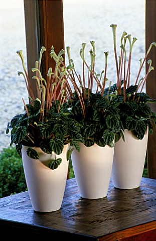 HOUSEPLANTS_IN_WHITE_CERAMIC_POTS_ON_A_WINDOWSILL__BY_THE_FLOWERBOX__PEPEROMIA