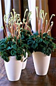 HOUSEPLANTS IN WHITE CERAMIC POTS ON A WINDOWSILL  BY THE FLOWERBOX - PEPEROMIA