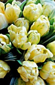LEMON YELLOW TULIP BOUQUET BY THE FLOWERBOX