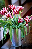 BUNCH OF PINK TULIPS IN GALVANISED CONTAINER ON WINDOWSILL.  THE FLOWERBOX