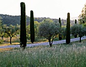 LA CHABAUDE  FRANCE. DESIGNER - PHILIPPE COTTET: AVENUE OF CYPRESS TREES AND OLIVE TREES