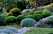 LA CHABAUDE  FRANCE. DESIGNER - PHILIPPE COTTET: CLIPPED TOPIARY PINE AND SANTOLINA WITH STACHYS