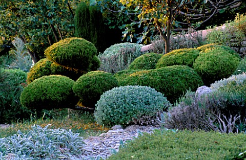 LA_CHABAUDE__FRANCE_DESIGNER__PHILIPPE_COTTET_CLIPPED_TOPIARY_PINE_AND_SANTOLINA_WITH_STACHYS