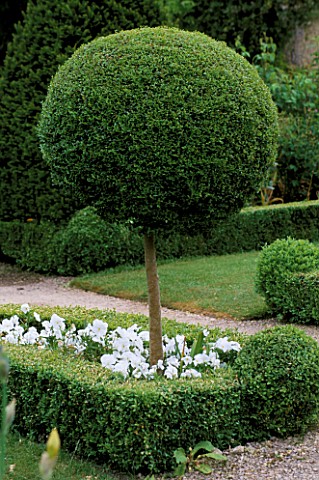 THE_ABBEY_HOUSE__WILTSHIRE_BOX_TOPIARY_LOLLIPOP_MOPHEAD