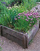 THE ABBEY HOUSE  WILTSHIRE: RAISED WOODEN BED IN THE HERB GARDEN WITH FLOWERING CHIVES
