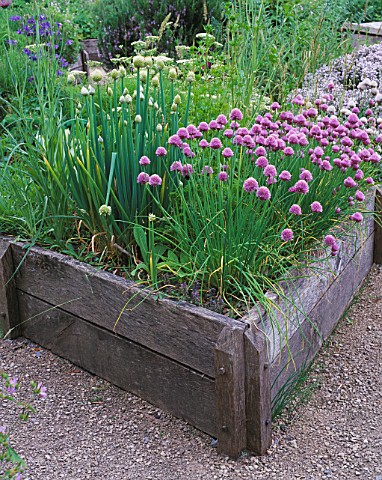 THE_ABBEY_HOUSE__WILTSHIRE_RAISED_WOODEN_BED_IN_THE_HERB_GARDEN_WITH_FLOWERING_CHIVES